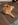 Umino des Coons de Sologne